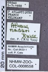 Etiketten zu Athous nadari (NHMW-ZOO-COL-0008558)